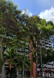 Blk 347 Woodlands Avenue 3 (Woodlands), HDB 4 Rooms #560315441
